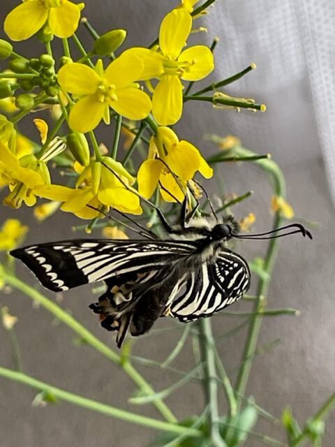 吸蜜するナミアゲハ羽化不全体