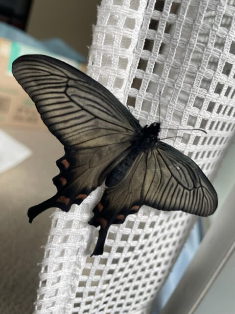 翅を広げたジャコウアゲハ成虫♀