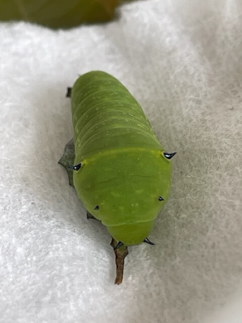 コットンの上に乗ったアオスジアゲハの幼虫