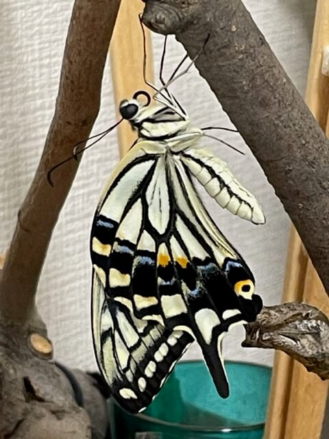 羽化したナミアゲハ