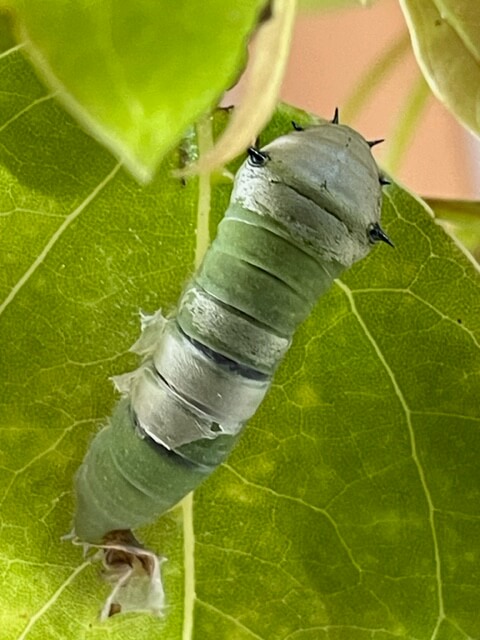 脱皮しきれなかったアオスジアゲハの幼虫