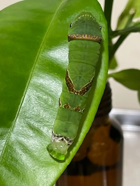 脱肛しているクロアゲハ終齢幼虫