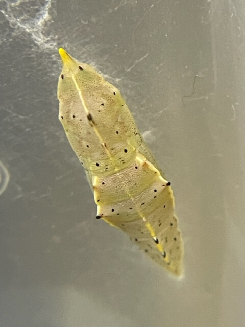 モンシロチョウの蛹茶系