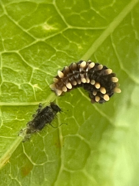 脱皮直後のジャコウアゲハ2齢幼虫