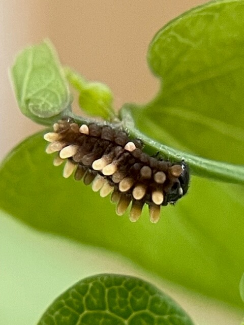 ジャコウアゲハ2齢幼虫