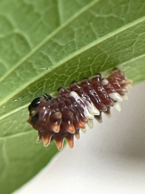 ジャコウアゲハ3齢幼虫