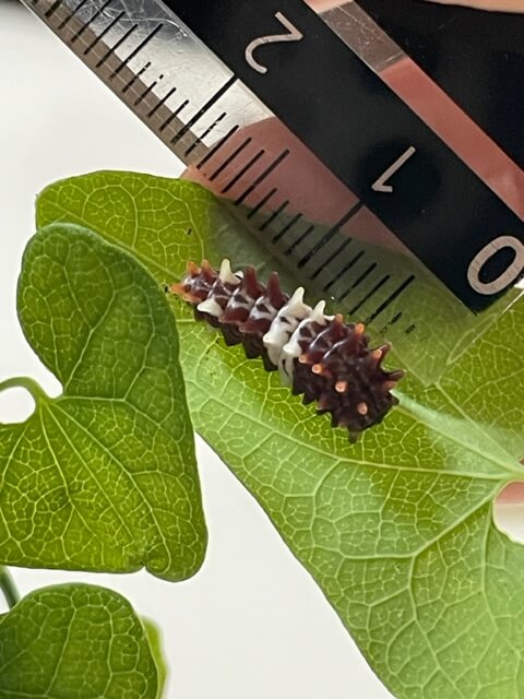 1.5cmのジャコウアゲハ3齢幼虫