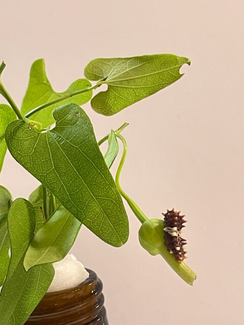 ウマノスズクサの花に乗っているジャコウアゲハの幼虫