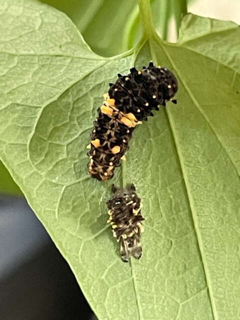 脱皮直後のジャコウアゲハ4齢幼虫