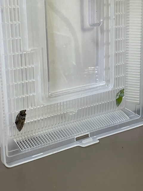 虫かごのふたに定位したナミアゲハの蛹2匹