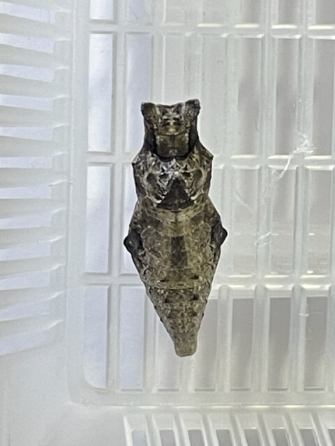 虫かごのふたに定位したナミアゲハの蛹