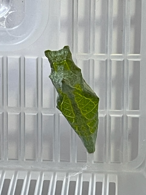虫かごのふたに定位したナミアゲハの蛹