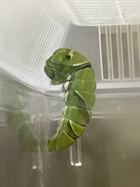 虫かごのふたと本体にまたがって定位したナミアゲハの前蛹