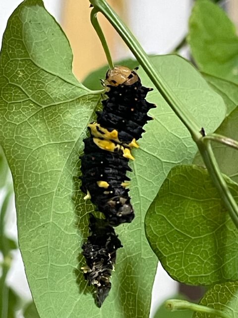 脱皮したばかりのジャコウアゲハ終齢幼虫