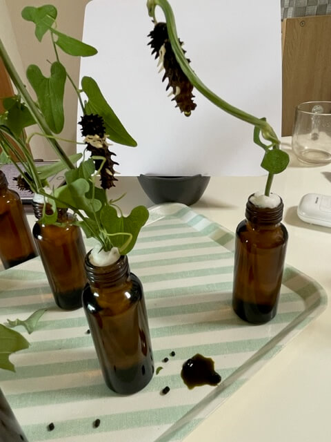 ガットパージしたジャコウアゲハ幼虫