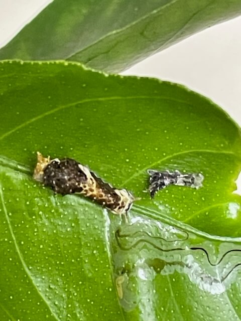 脱皮したばかりのクロアゲハ3齢幼虫