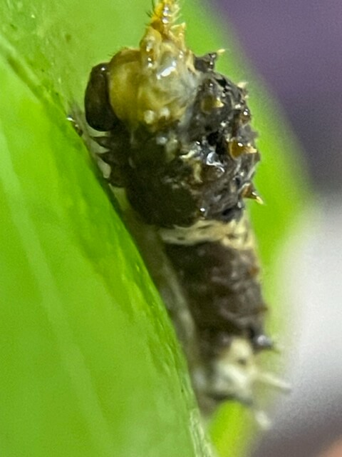 脱皮不全のクロアゲハ3齢幼虫