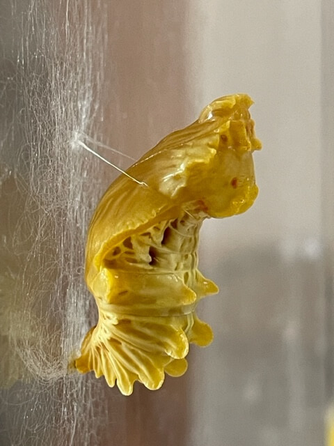 ジャコウアゲハの蛹