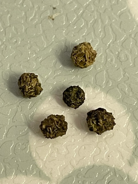 ジャコウアゲハ幼虫の糞