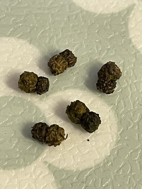 ガットパージ前のジャコウアゲハ幼虫の糞