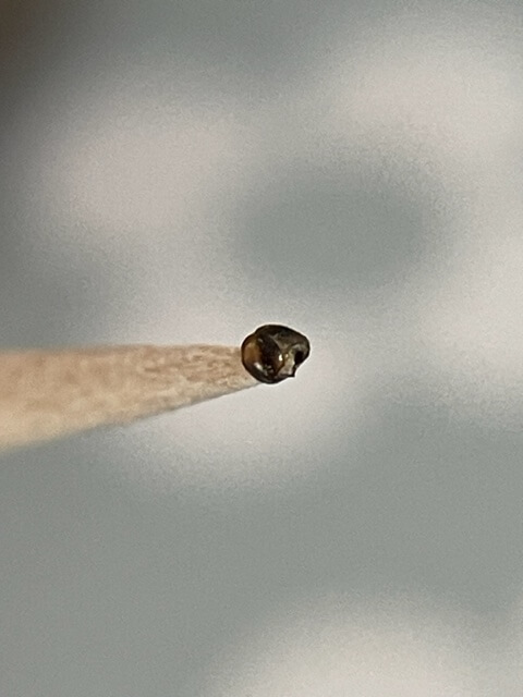 クロアゲハ3齢幼虫のお面