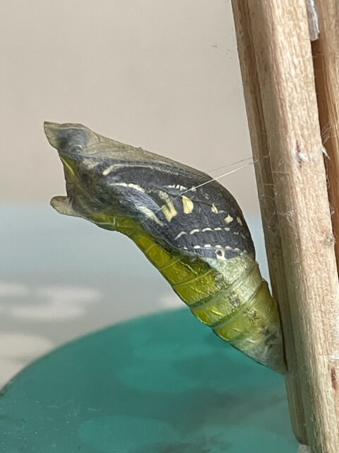 羽化直前のナミアゲハの蛹