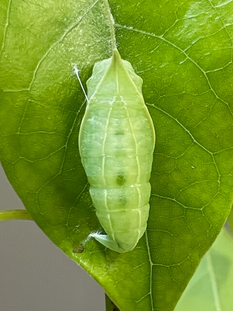 お尻が折れたアオスジアゲハの蛹