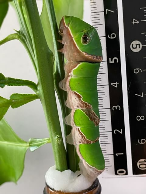 ナガサキアゲハの終齢幼虫