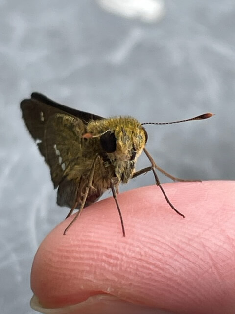 指にとまっているイチモンジセセリ