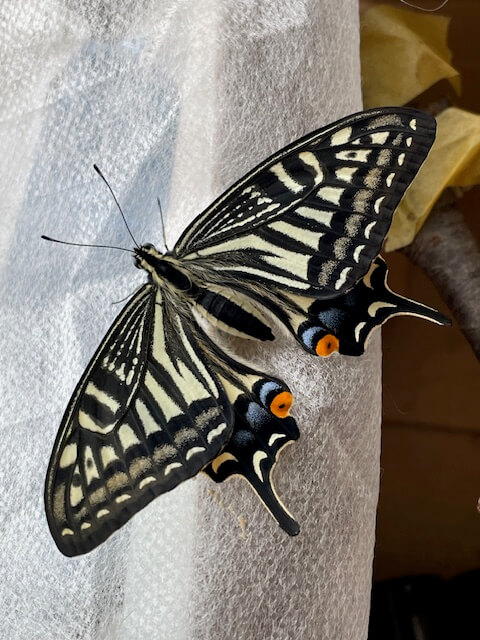 ナミアゲハ成虫