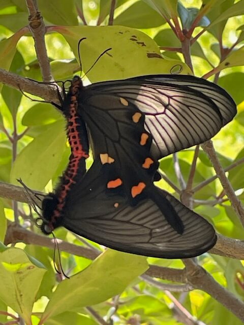 交尾するジャコウアゲハ