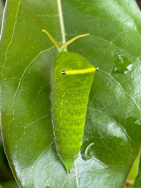 臭角を出しているアオスジアゲハの終齢幼虫