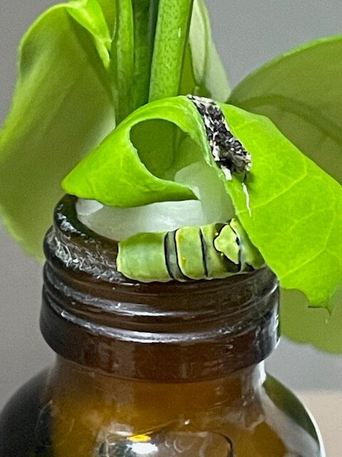 ナミアゲハ終齢幼虫