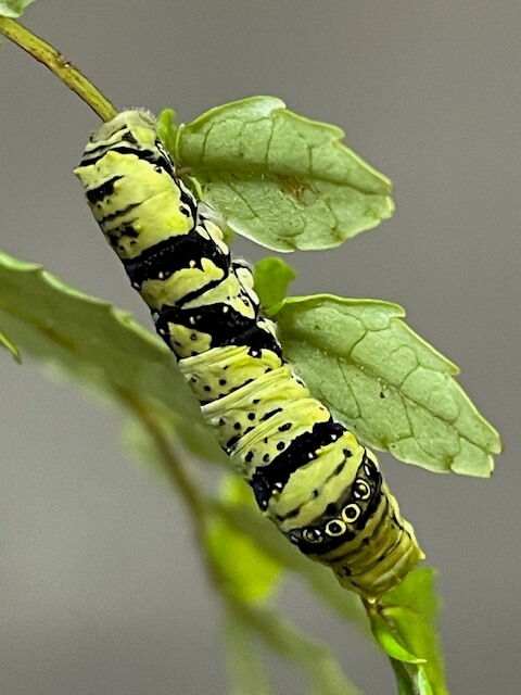 ナミアゲハ5齢幼虫