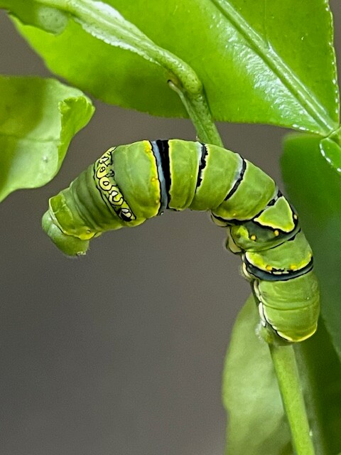 ナミアゲハ6齢幼虫