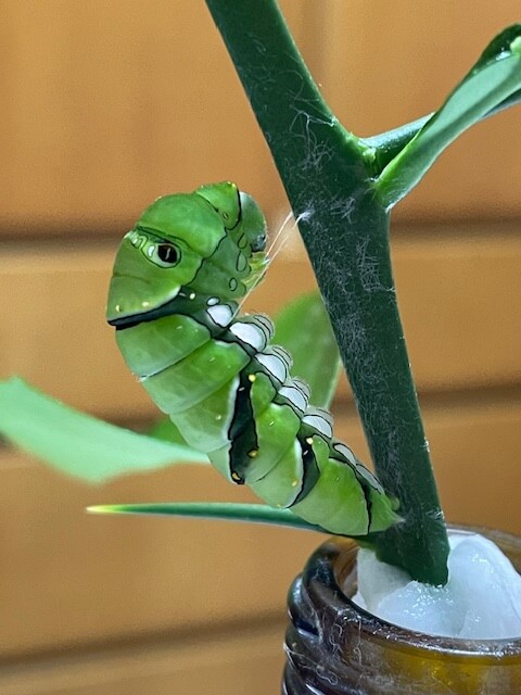 茎に定位したナミアゲハ前蛹