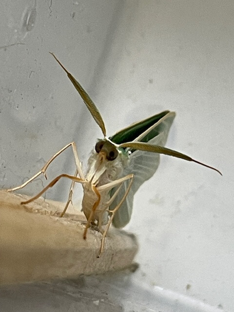 翅を閉じたクスアオシャク成虫