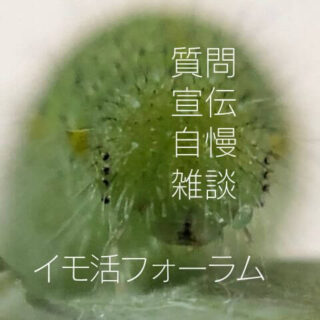 趣味のアゲハ館おすすめカード_モンシロチョウ幼虫