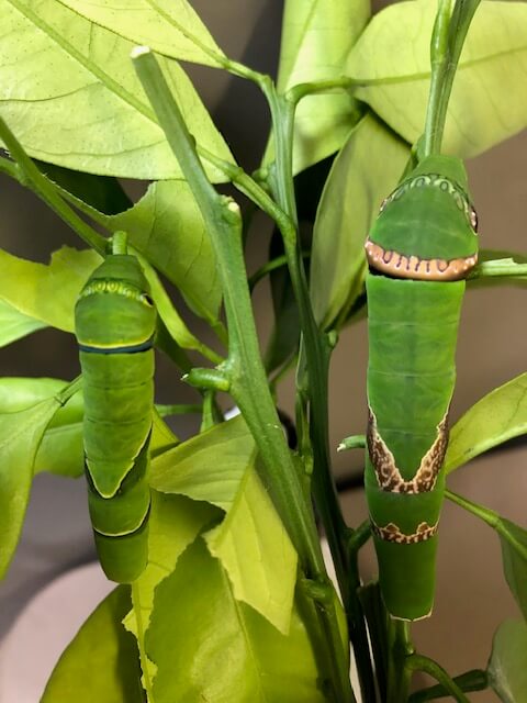 ナミアゲハ5齢幼虫とクロアゲハ5齢幼虫