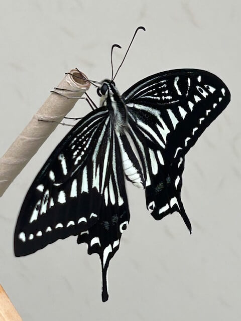 ナミアゲハの成虫夏型オス