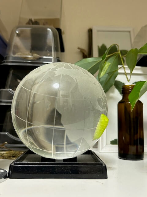 ガラスの地球儀に張り付いているアオスジアゲハの前蛹