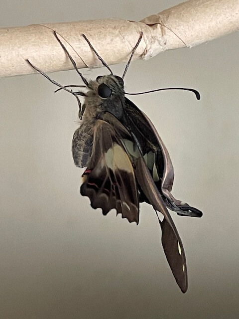 アオスジアゲハ羽化不全体