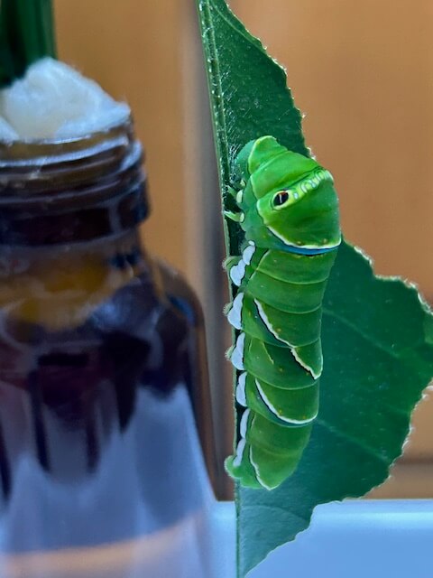 ガットパージ前のナミアゲハ幼虫