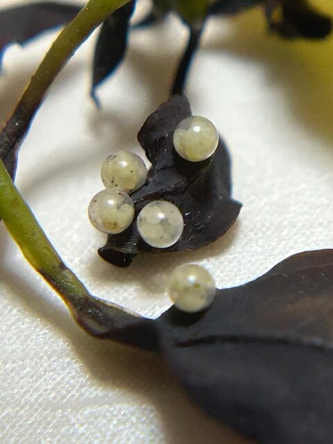 寄生されたアオスジアゲハの卵