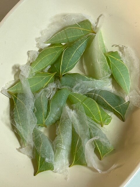 葉っぱから剥がしたアオスジアゲハの蛹十数個