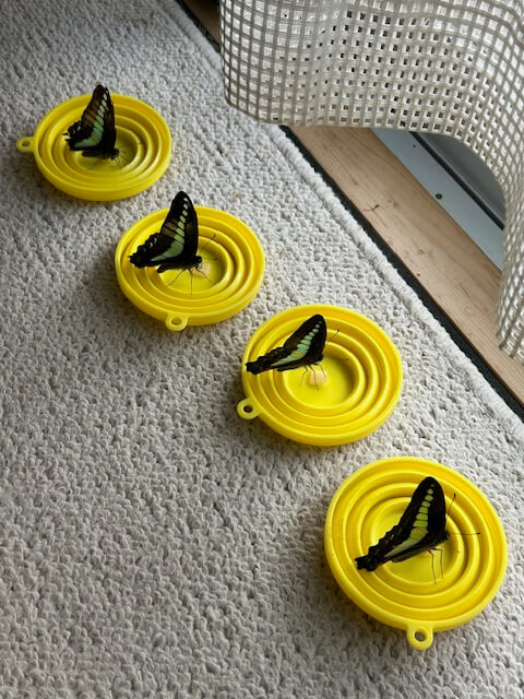 吸蜜するアオスジアゲハ4頭