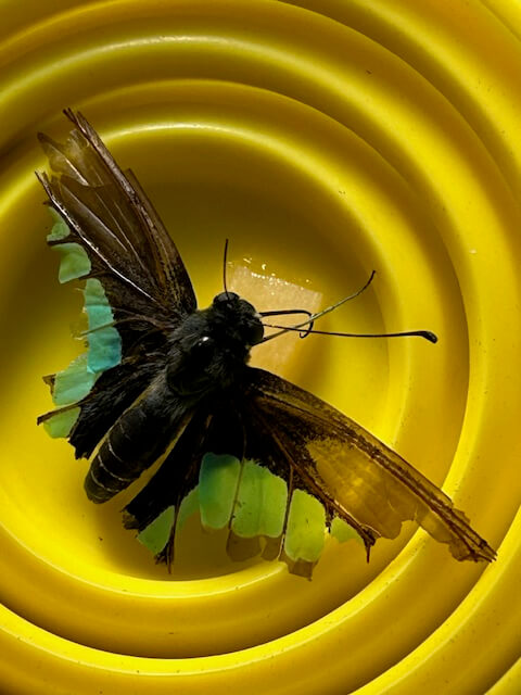 餌皿で吸蜜中のアオスジアゲハ