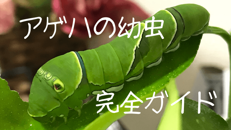ナミアゲハの終齢幼虫に「アゲハの幼虫」「完全ガイド」の文字