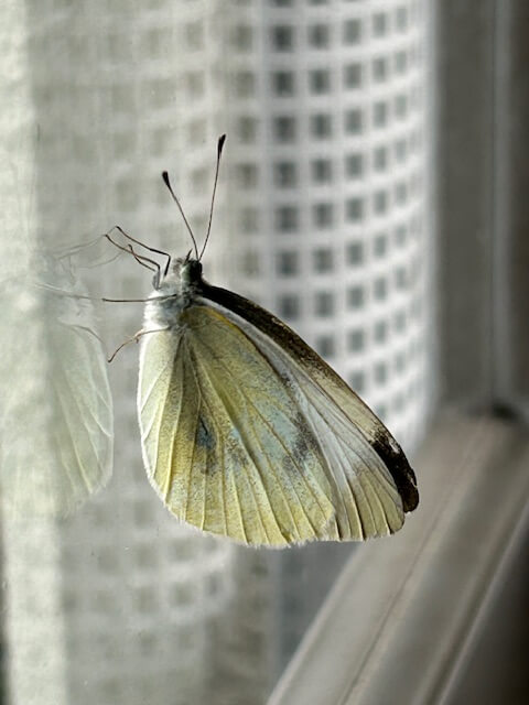 窓ガラスにとまっているモンシロチョウ